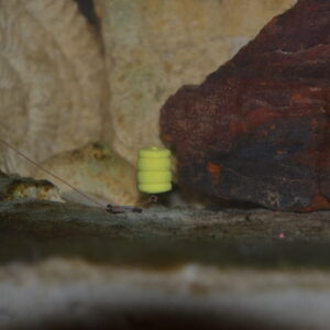 Wafters Mega Wanilia 8mm Baryłki Bandit Feeder - obrazek 3